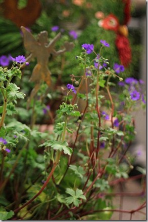 geranium 'Bill Wallis' from Annie's Annuals geranium 'Bill Wallis' from Annie's Annuals