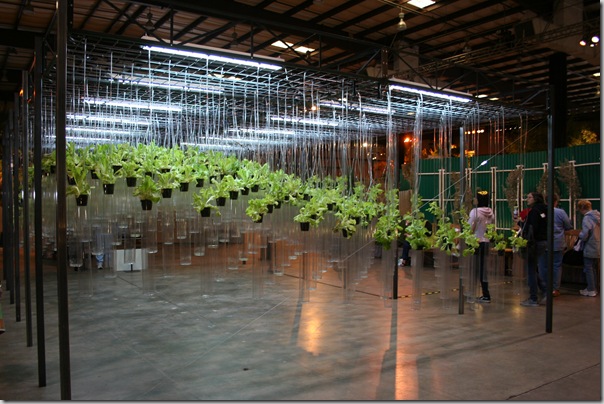 lettuce display