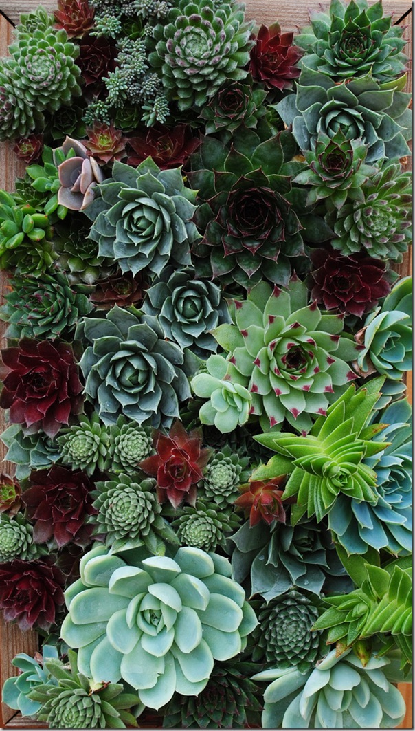 photo courtesy of Garden Up! Succulent wall