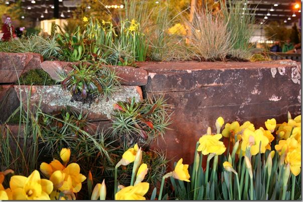 succulents and epiphytes (2)