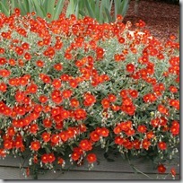 sunrose or helianthemum