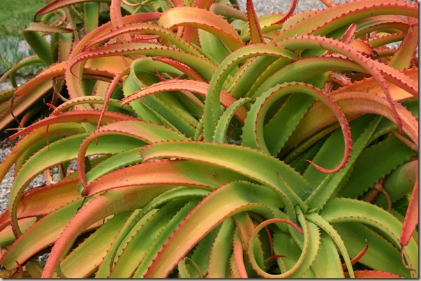 02-05 Aloe vanbalenii_JFR