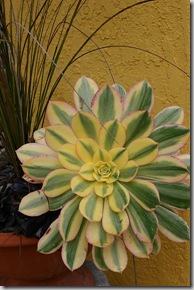 02-27 Aeonium 'Sunburst'_JFR