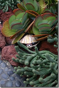 03-28 Clam, peeking