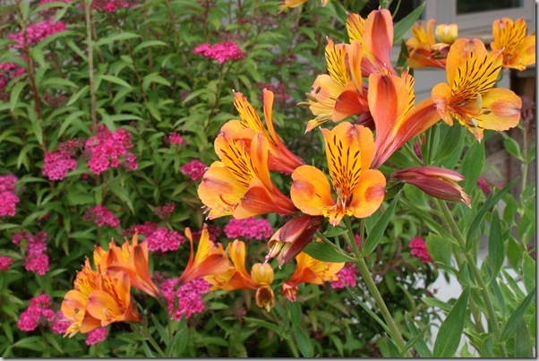 Alstroemeria The Third Harmonic photo courtesy Genevieve Schmidt Alstroemeria The Third Harmonic photo courtesy Genevieve Schmidt