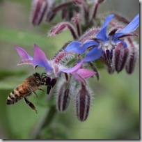 Borage
