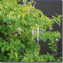 Fuchsia magellanica