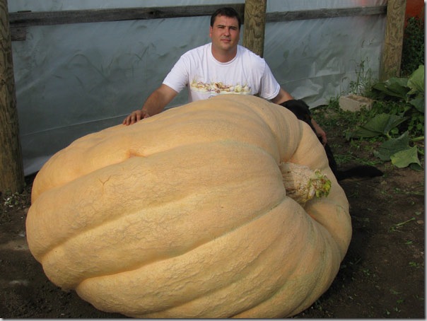 Giant Pumpkin
