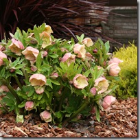Hellebore