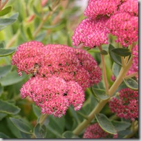 Sedum Autumn Joy
