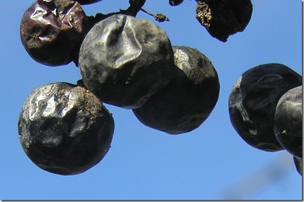 driedgrapes02