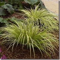 Acorus gramineus 'Ogon' - Golden Variegated Sweet Flag Grass