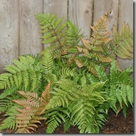 Dryopteris erythrosora (3)