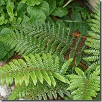 Polystichum polyblepharum leaf