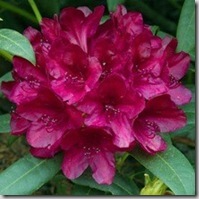 RhododendronBlackSport