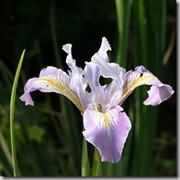 native Douglas iris