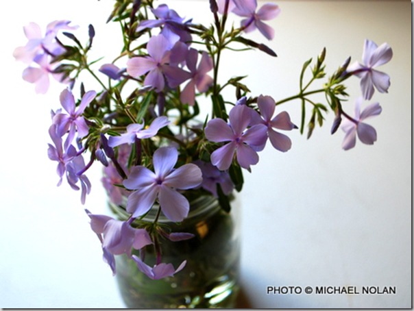 phlox
