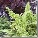 Alaskan Fern