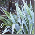 Astelia chathamica 'Silver Spear' (2)