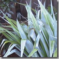 Astelia chathamica 'Silver Spear' (2)
