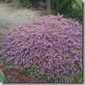 Calluna 'Sister Anne'