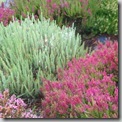 Calluna 'Velvet Fascination' and 'Dark Beauty'