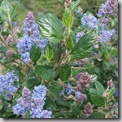 Ceanothus California Lilac