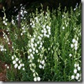 Daboecia cantabrica 'Alba'