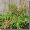 Dryopteris erythrosora (3)