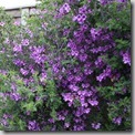 IMG_8997