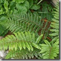 Polystichum polyblepharum leaf