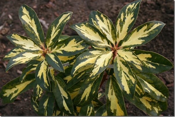 Rhododendron 'Superflimmer' courtesy don wallace of stg