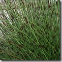 chondropetalum tectorum closeup