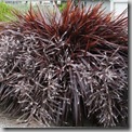 cordyline festival grass