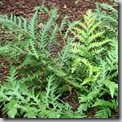 giant chain fern
