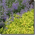 nepeta and oregano (3)