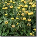 phlomis
