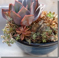 succulents photo by debra lee baldwin
