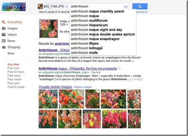 Antirrhinum