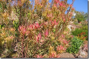 Leucodendron foliage