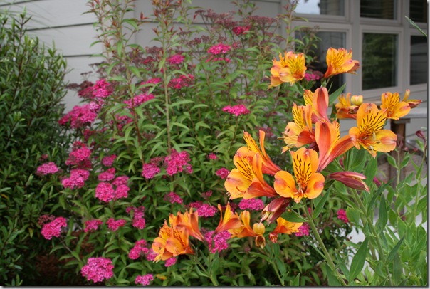 Spirea Neon Flash with Alstroemeria