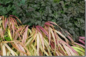 anthriscus-ravenswing-hakonechloa-aureola-late-october-05