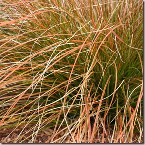 carex (4)