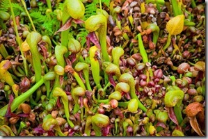 cobra-lily-Carnivorous-Plants