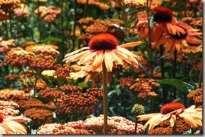 flower3