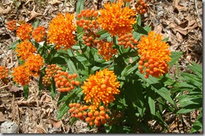 native_texas_plants_milkweed_houston