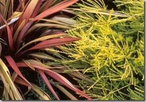red-flax-foliage-breath-heaven