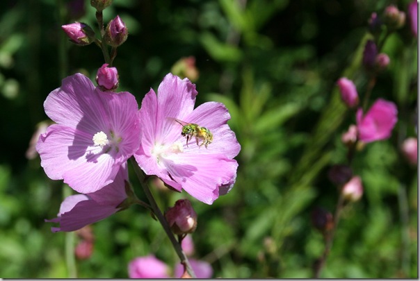 Native sweat bee on Checkers courtesy Genevieve Schmidt