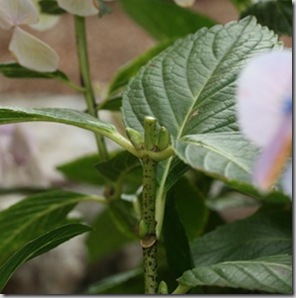 Hydrangeafinishedcutabovebuds_thumb