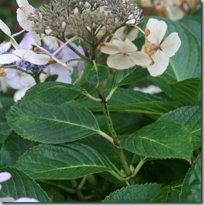 Hydrangealookforswollenbudsatleafbase_thumb